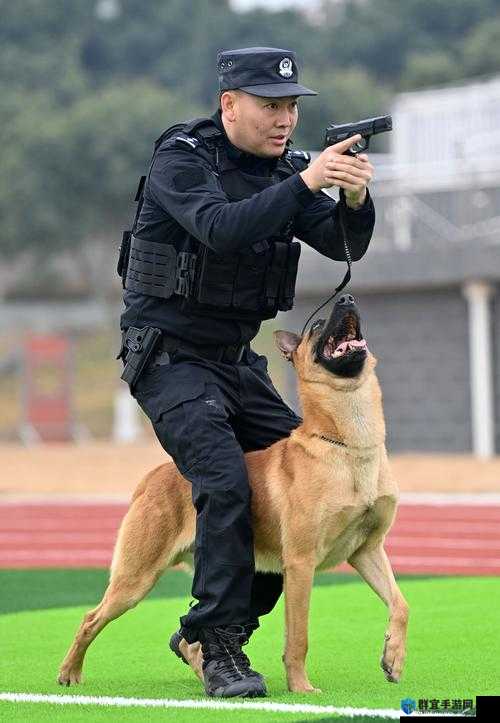 张警犬9分10秒头撞玻璃惊险瞬间，训练员如何应对？揭秘警犬训练背后的故事