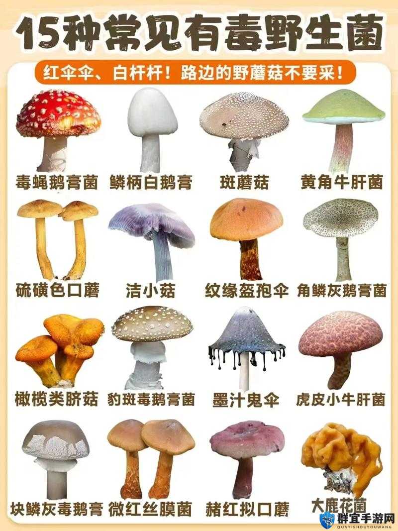 蘑菇 mogula 是什么？带你了解蘑菇 mogula 的独特魅力与价值