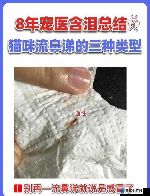 猫咪流鼻涕一直不好怎么办？专家教你如何正确护理和治疗