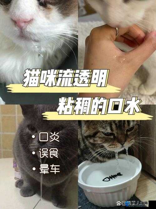 猫嘴巴流粘稠口水还流鼻涕是怎么回事？该如何应对和解决？
