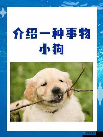 提问：如何才能成为一名合格的 S 并成功命令小狗？或者：当下热门探讨：怎样做才能以 S 身份完美命令小狗？