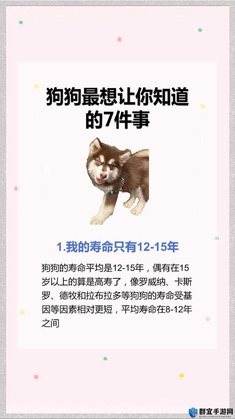 当你养了 60 条狗时,你需要知道的 60 件事
