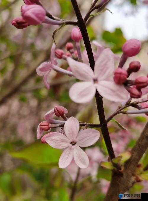 丁香花免费高清视频完整版动漫：感人至深的爱情故事与唯美画面全解析