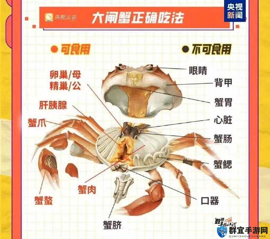 生存指南黄金螃蟹捕捉全攻略，底层逻辑与操作映射深度解析