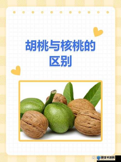 胡桃和核桃的区别图片详解：如何从外观、口感及营养价值快速分辨胡桃与核桃