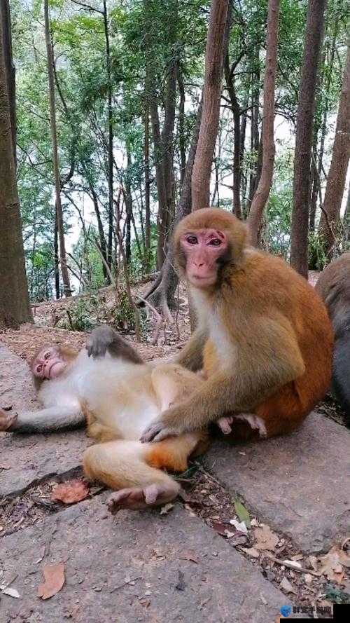 二人生猴子全程免费下载是真的吗？哪里能获取完整资源？二人生猴子全程免费下载，如此福利你还不知道？赶紧来瞧瞧想免费下载二人生猴子全程？怎样才能找到靠谱的下载渠道？