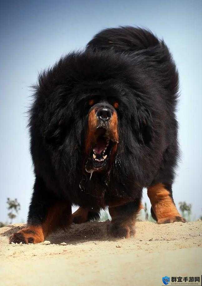 这张巨型藏獒的图片太震撼了你想知道它有多大吗？