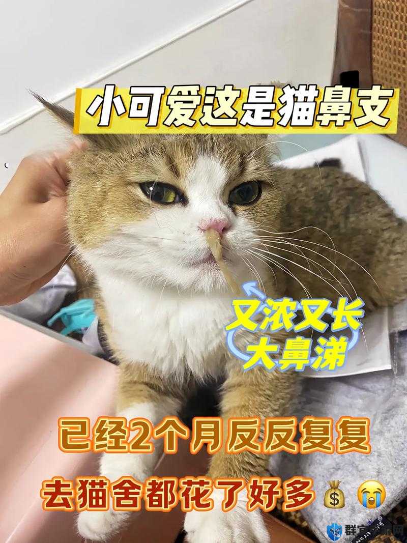 猫咪鼻子流鼻涕嘴巴流口水怎么回事？常见原因与家庭护理方法解析 （说明：完整保留用户提供的关键字猫咪鼻子流鼻涕嘴巴流口水，采用问句形式符合搜索习惯，常见原因对应潜在用户需求，家庭护理方法提供实用价值，同时解析一词增强专业感总字数34字，符合百度长尾关键词优化逻辑且无SEO术语，能精准匹配宠物主人的搜索场景）
