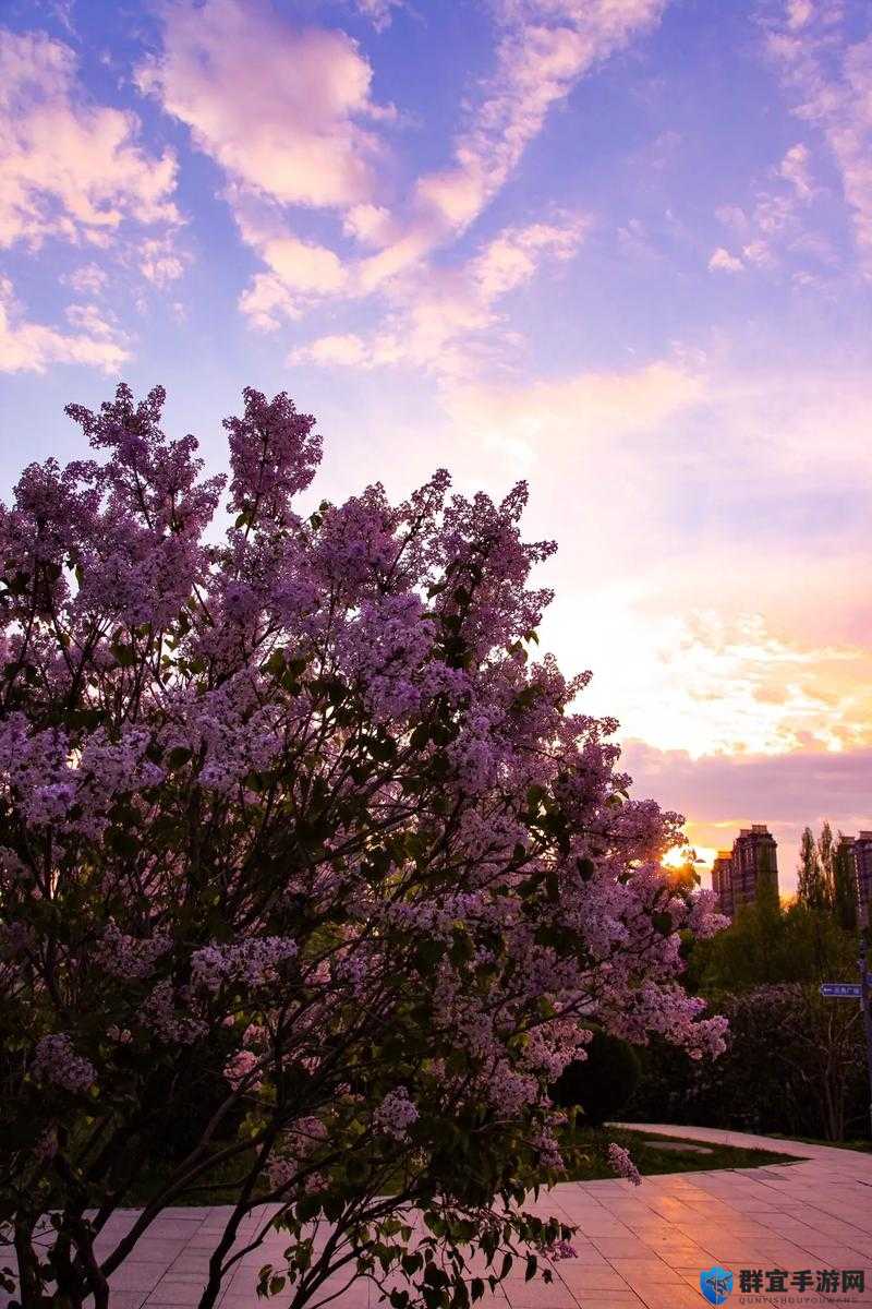 五月丁香色播:揭秘丁香花盛开的季节与自然美景的完美融合