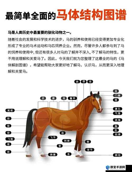 你是否了解马是如何交流的?马的交流方式有哪些?马是如何通过声音、姿态和行为来传达信息的?