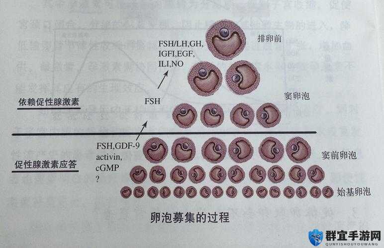 探索美女的乳孔触手产卵现象：揭秘自然界中这一罕见生物行为背后的科学原理