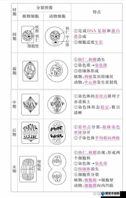 细胞分裂6最简单路线视频攻略深度解析