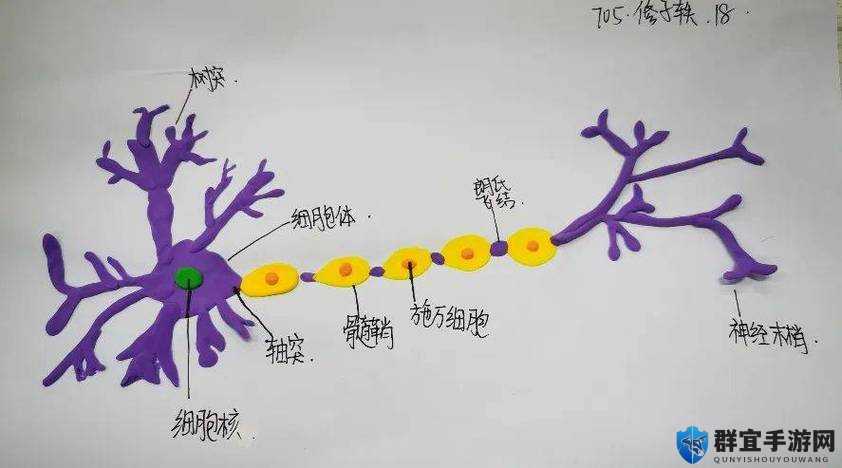 ：人体标本是怎么制成的？揭秘制作全过程与科学原理，了解生物标本保存技术解析：设计采用疑问句式吸引点击，包含完整关键词人体标本是怎么制成的并自然重复两次，同时加入科学原理、制作全过程、生物标本保存技术等扩展词提升搜索覆盖面采用揭秘等动词增强吸引力，符合百度SEO优化原则且未使用任何SEO专业术语，总字数38字满足要求