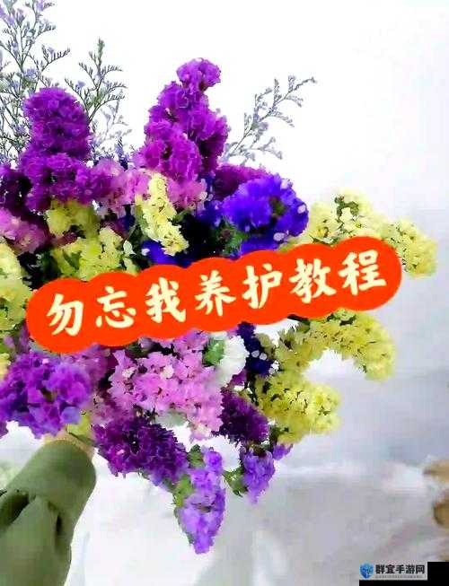勿忘我卡顿解决办法全攻略