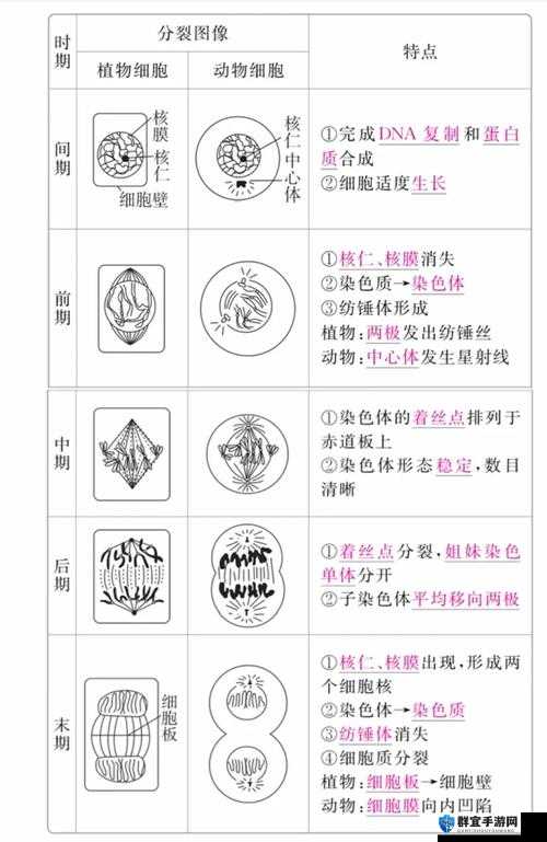 细胞分裂5操作解析，资源管理的艺术