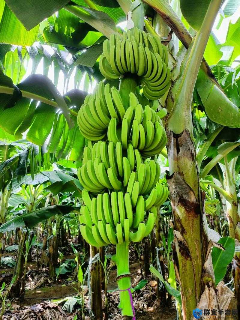 迷你世界香蕉树在哪？3分钟教你种出甜甜果实，手残党也能丰收！