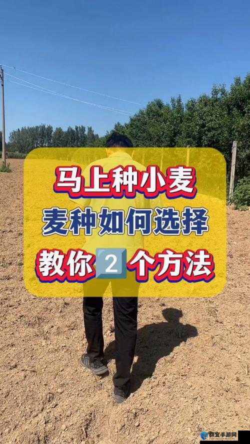 尖叫级攻略！小麦种子哪里买？新手必看的白嫖技巧揭露！